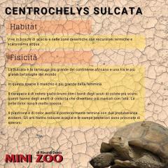 CENTROCHELYS SULCATA - foto 3