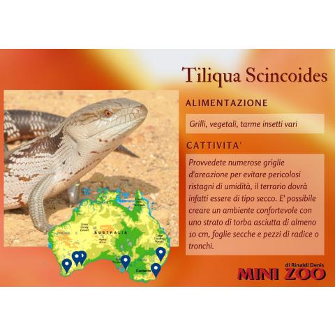 TILIQUA SCINCOIDES