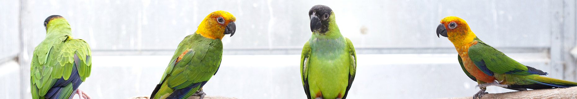 minizoorinaldi en elevage-germoglio-parrots-15kg-p1085587 005